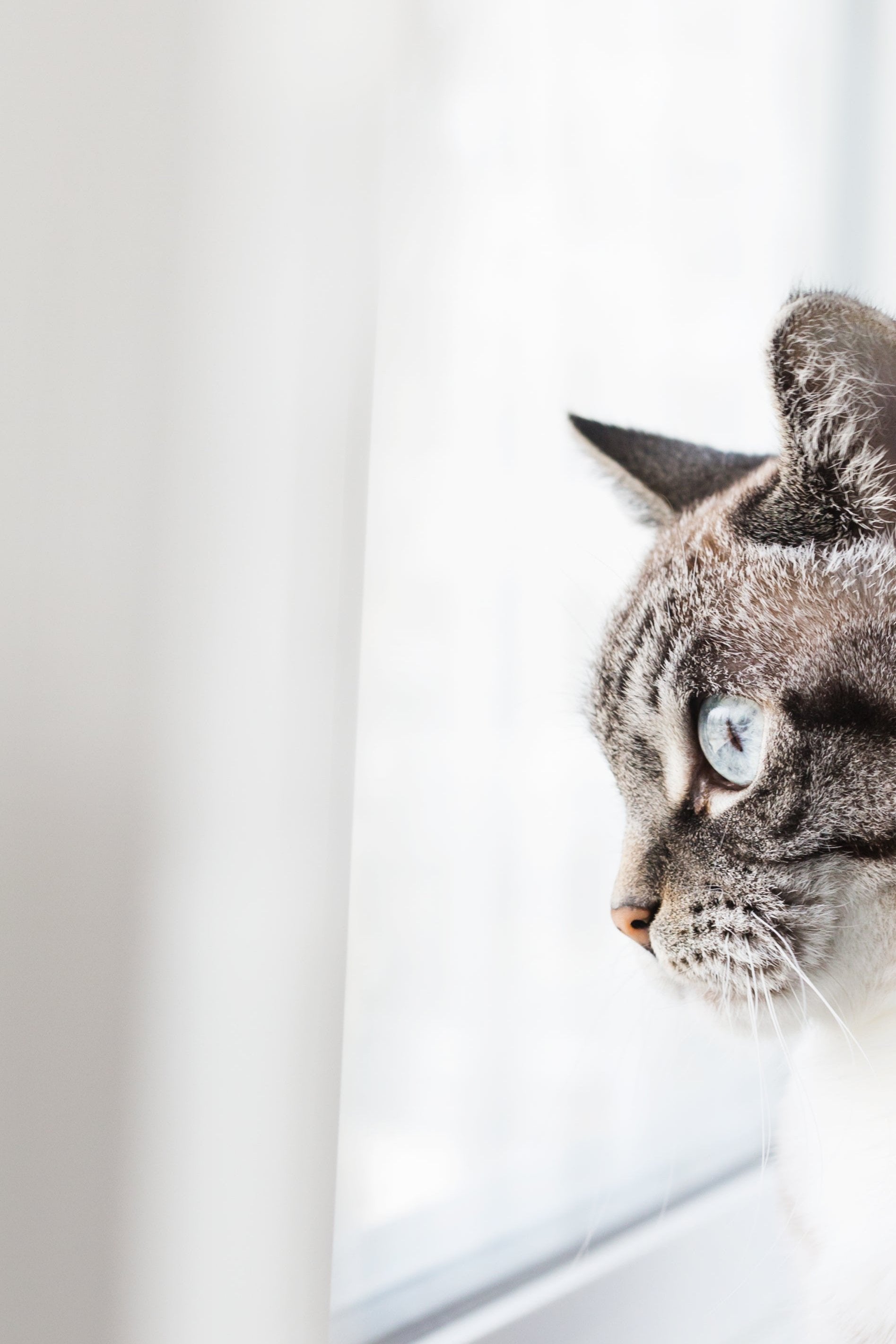 Kattentrimsalon Oudkarspel