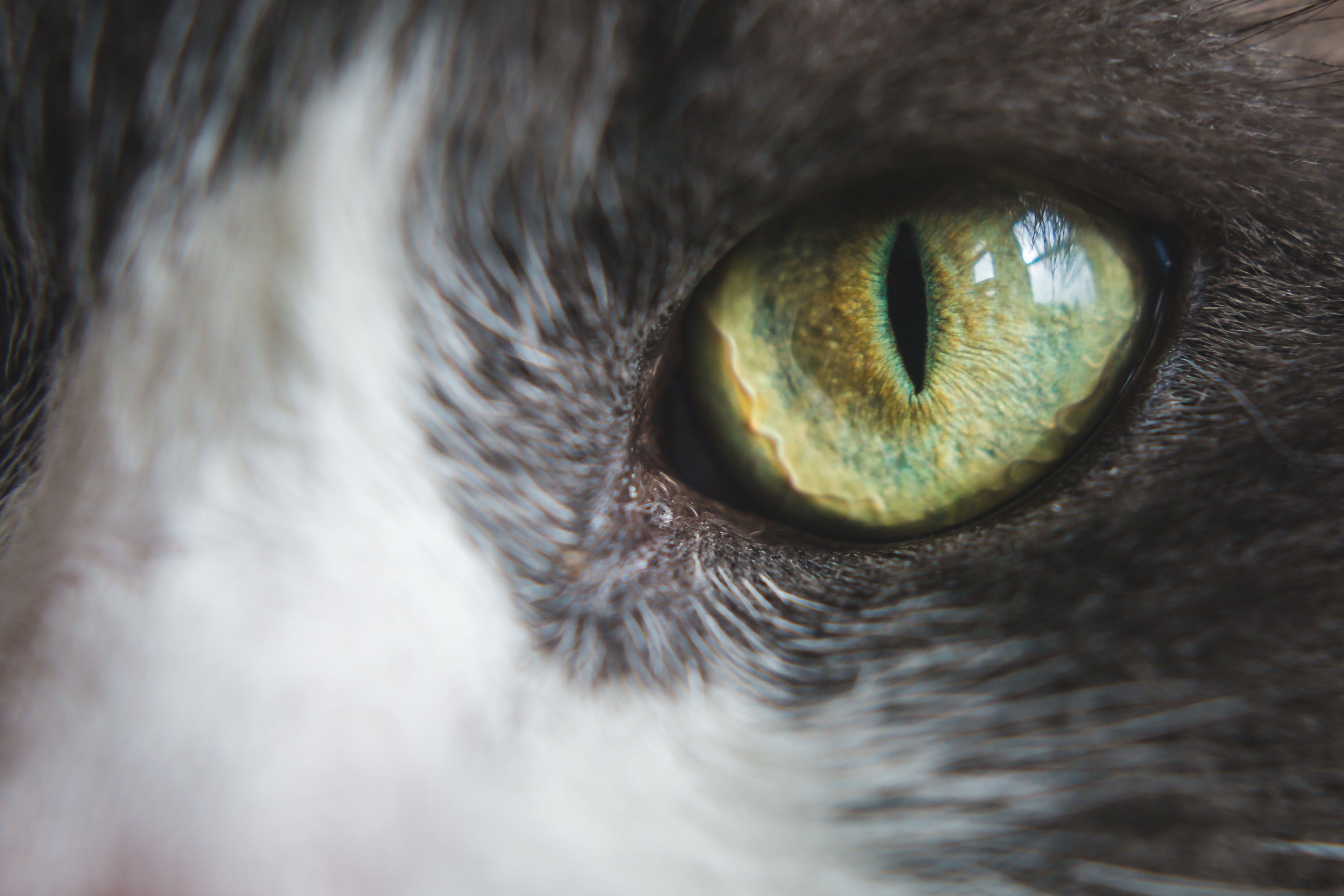 Vachtverzorging katten Oudkarspel