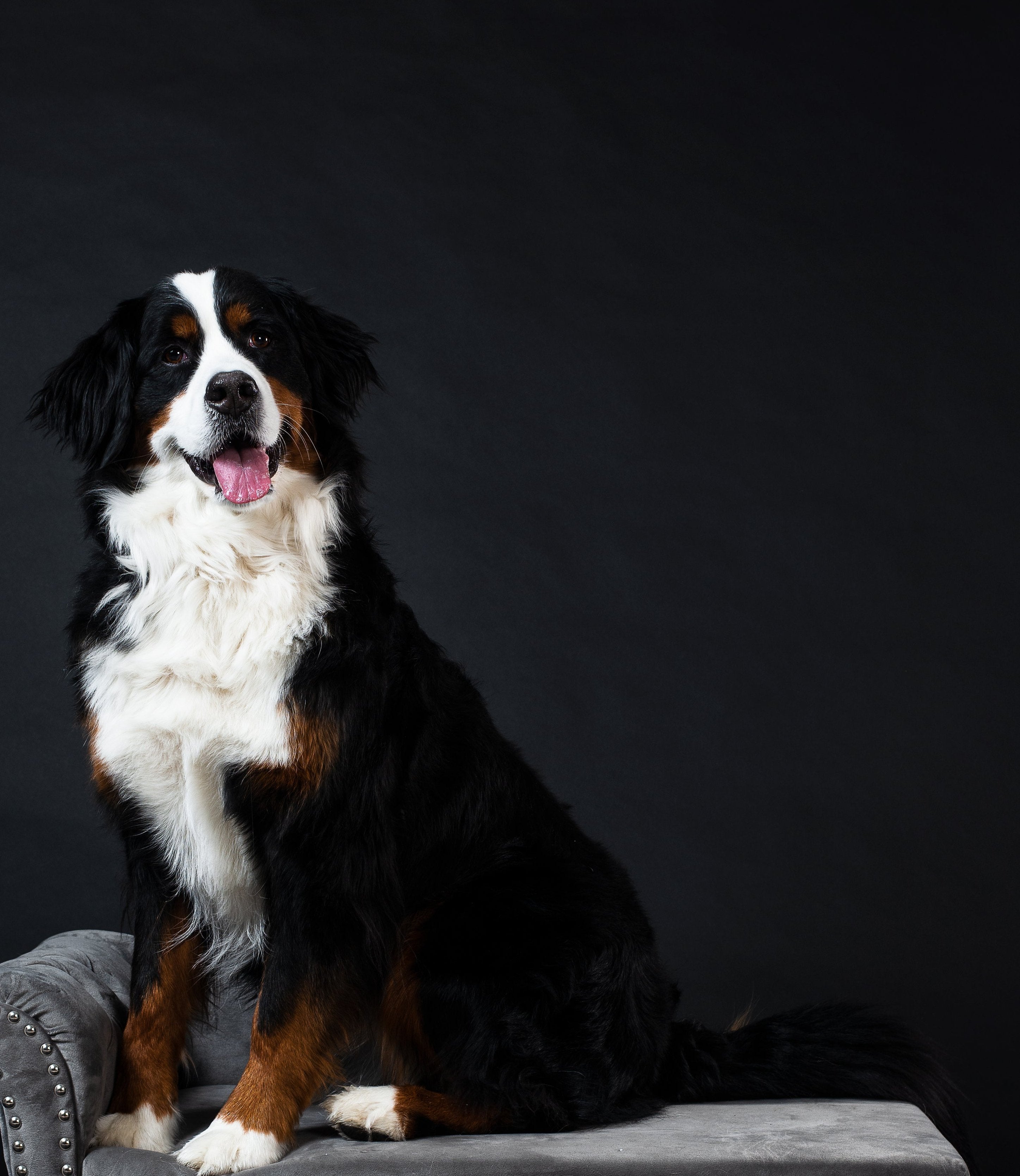 Afbeelding van een Berner Sennen op de bank