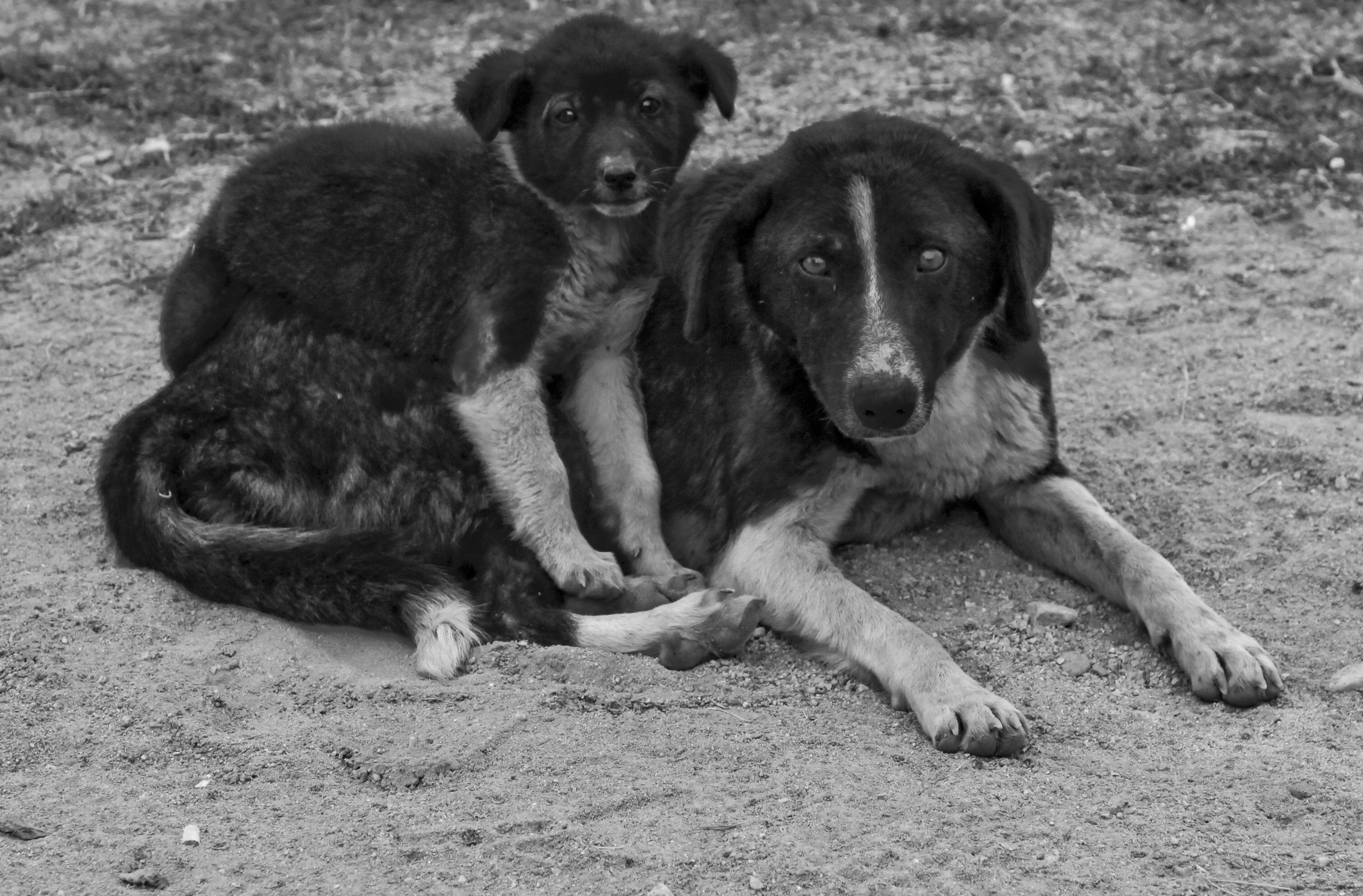 Dieren in nood helpen